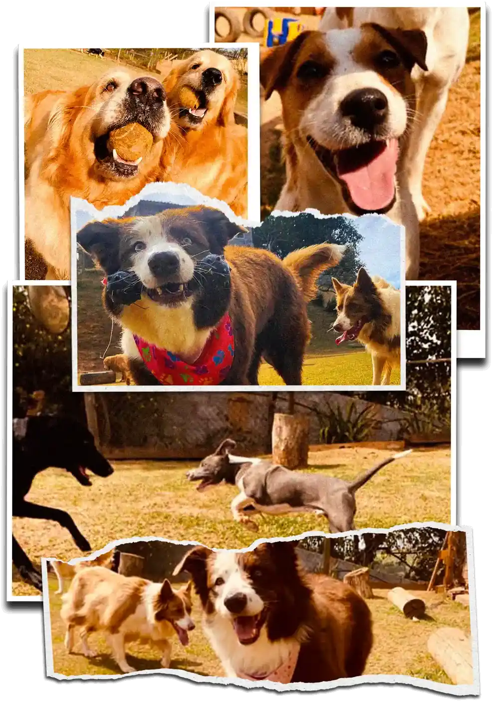 Colagem de fotos de cachorros brincando na Dogs 4ever
