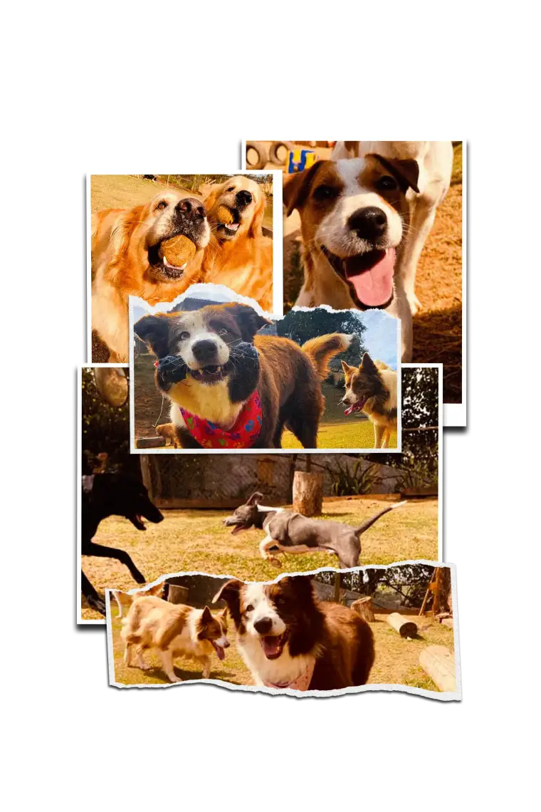 Cães de diferentes portes brincando juntos na área verde da Dogs 4ever