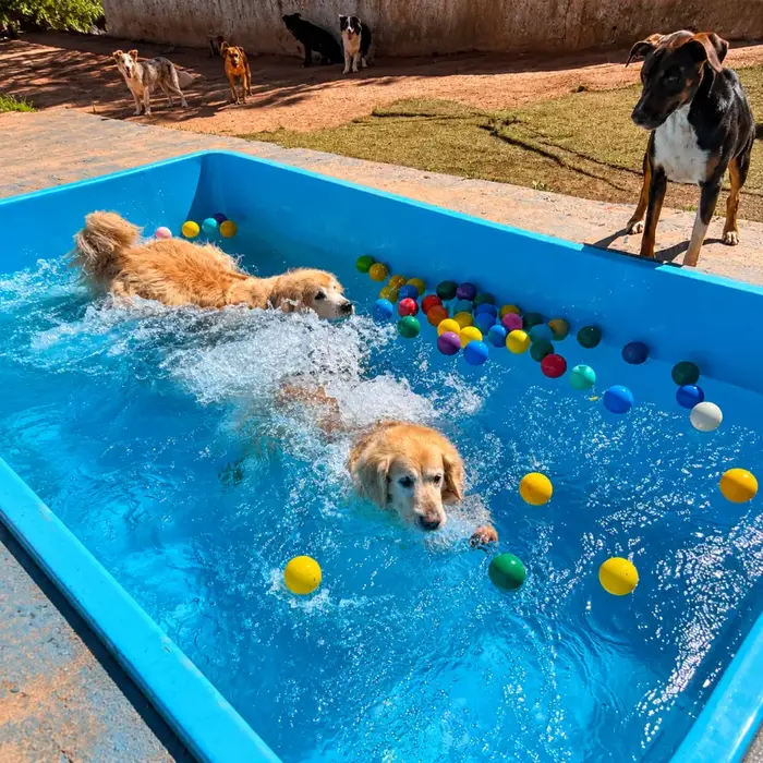 Cães brincando na piscina com bolinhas coloridas na Dogs 4ever